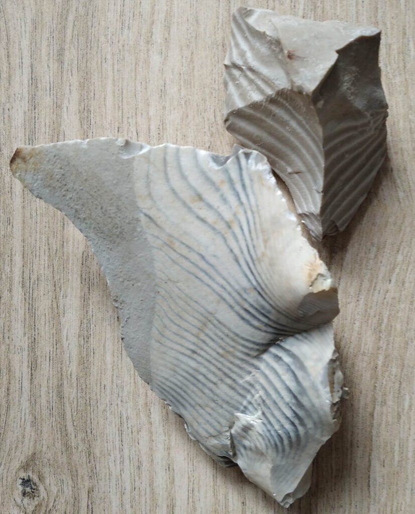 edugeologia-muzeum-krzemień-pasiasty